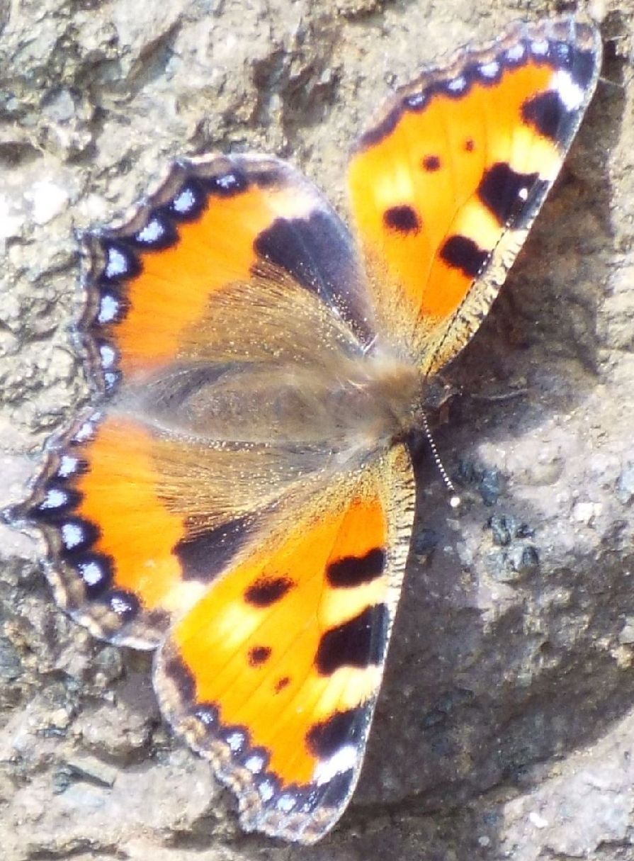 Vanessa cardui e Aglais urticae